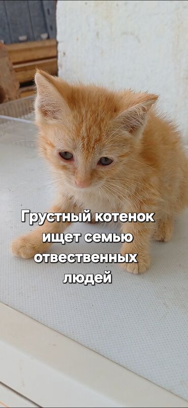 продам домик для кошки: Мальчик,1,5 месяца.ищет отвественных людей.арча бешик