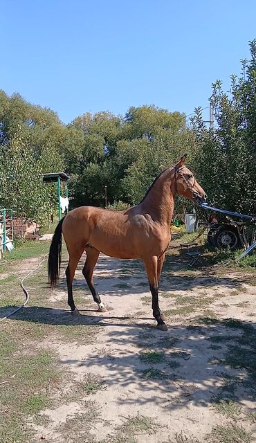 корги собака: Продаю | Конь (самец), Жеребенок | Для разведения, Рабочий, Конный спорт | Племенные, Осеменитель