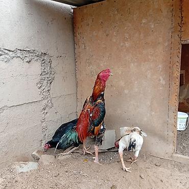 Куры, петухи: Продаю | Цыплята | Для разведения — 6