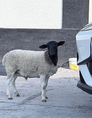А/ч жаныбарларын сатам: Сатам | Ургаачы кой (ургаачы), Козу | Гиссар, Арашан, Романовская | Көбөйтүү үчүн | Асыл тукумдуу, Бооз, Токту — 2