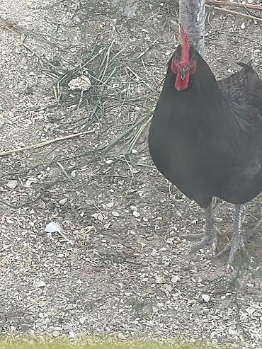 Heyvanlar: Horuz-25m Satılan məhsul həyət quşlarıdır. Şəkillərdə fərqli rəng və — 2