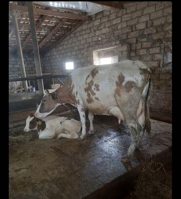 Inəklər, öküzlər: Dişi, il: 3, Südlük, Ünvandan götürmə