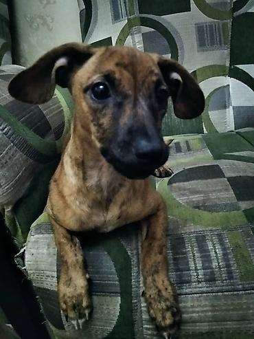 Отдам даром: Продаю породистую собачку миниатюрная такса умная послушная к туалету — 5