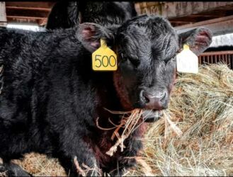 сельскохозяйственные животные продажа: Сатам | Уй (ургаачы), Бука (эркек), Кунаажын | Ангус, Герефорд, Голштин | Бордоп семиртүү үчүн, Союуга, Көбөйтүү үчүн | Асыл тукумдуу