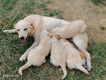 heyvanlar və balaları: Retriever, Peyvəndli — 4