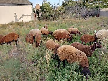 it satisi baki: Dişi, Qala, il: 1, 50 kq, Damazlıq — 4