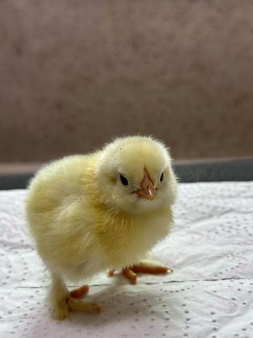 Куры, петухи: Продаю | Цыплята | Домашняя | Для разведения — 1