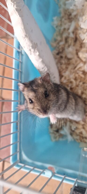 Грызуны: 🐹 Продаётся ручная джунгарская хомячка 🐹 Ищете милого, пушистого