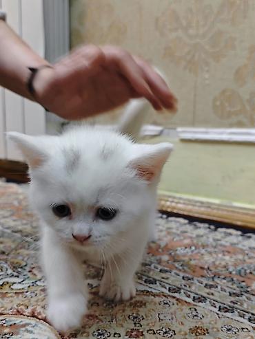 Pişiklər: Erkək, Dişi — 3