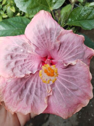 Otaq bitkiləri: Otaq bitkiləri – Fikus elastika kolleksiyası və digər dekorativ növlər — 20