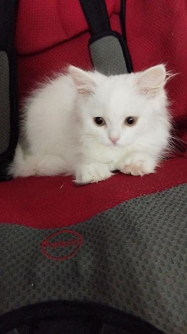 Белоснежный пушистый котёнок - Окрас: полностью белый, носик розовый at lalafo.kg Белоснежный пушистый котёнок - Окрас: полностью белый, носик розовый