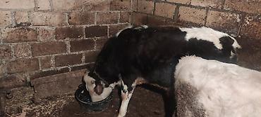 Dana, buzov: Dana, buzov, Erkək, ay: 12, 130 kq, Ətlik — 1