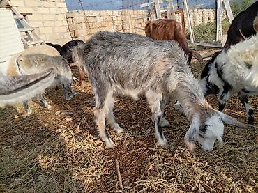 keci sanen: 2 baş hələb çəpişi 1dişi 1erkək.7 aylıqdirlar. Tam sağlam heyvanları — 6