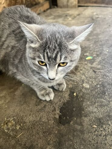 британская короткошерстная кошка золотая шиншилла: Домашние кошки и котята в добрые руки - Окрас: на фото —