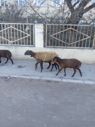 Qoyunlar, qoçlar: Qoyun sürüsü – yerli ətlik/yunlu istiqamət - Şəkillərdə müxtəlif — 6