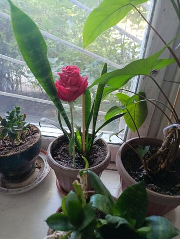 Другие комнатные растения: Элегантное домашнее растение с длинными побегами и глянцевыми зелеными — 2