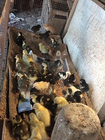 fermer təsərrufatı: Məhsul: Ördək balaları (qarışıq rəngləi . Çox gotrene endirim olunacag — 3