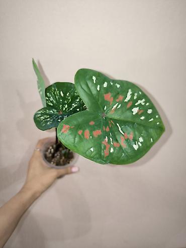 цветы каракол: В наличии Каладиумы (Caladium) с Тайланда. Яркие расцветки. Недорого — 1