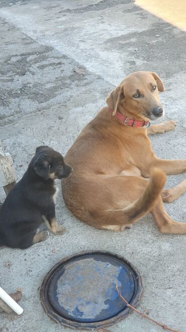 чао чао собака: 1 айлык, Эркек