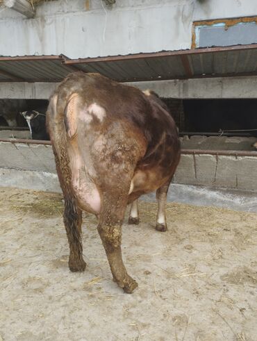Коровы, быки: Продаю Карову стелную первым атёлам 22 лит молока давала парода Щвиц