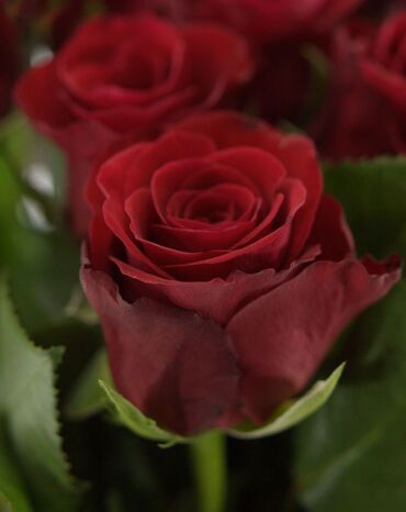 саженцы розы: Розы оптом 40, 50, 60 см. Иссык-Кульские, тепличные. качество высокое