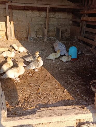 quslar satisi: 9 dene lal ördək balası satılır 6 si lavanda 3 göy
10 manatdan biri