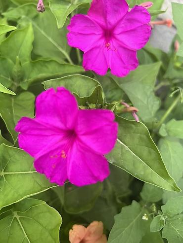 ослиные уши цветок: МирАбилис (ночная красавица, Mirabilis jalapa) — декоративное — 1