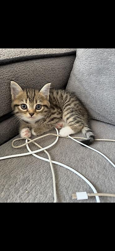 pişik satışı ucuz: 2ayliq balalar😍 Sari olan erkekdir 150 digerleri qizdir 50m Ana — 2