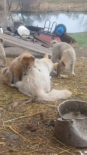 Продажа собак: Щенки Заподносибирской лайки, крепкие, с плотной шерстью, стоячими — 1