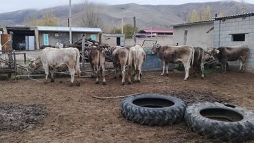 Коровы, быки: Продаю | Корова (самка) | Швицкая | Для разведения | Стельные — 7