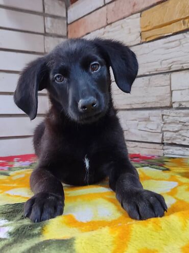 Продажа собак: Мальчик ищет дом. Привезём сами. Дважды привит — 2