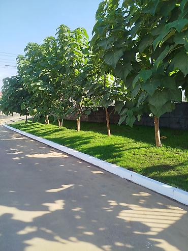 пересадка растений: Озеленение участков под ключ - Устройство газонов: посевные и — 3
