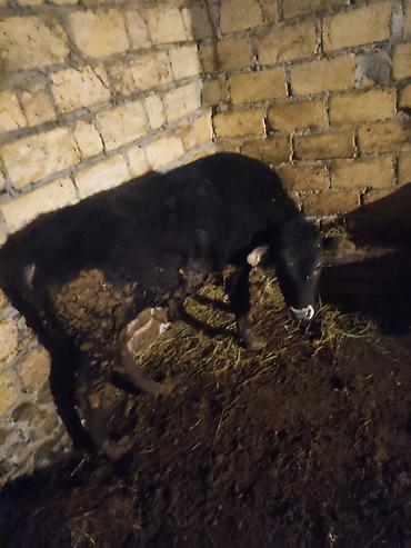 Dana, buzov: Dana, buzov, Erkək, ay: 12, 130 kq, Ətlik — 9