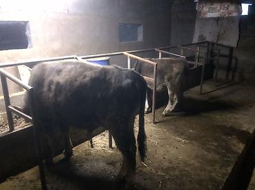 Коровы, быки: Продаю | Бык (самец) | Привязанные — 9