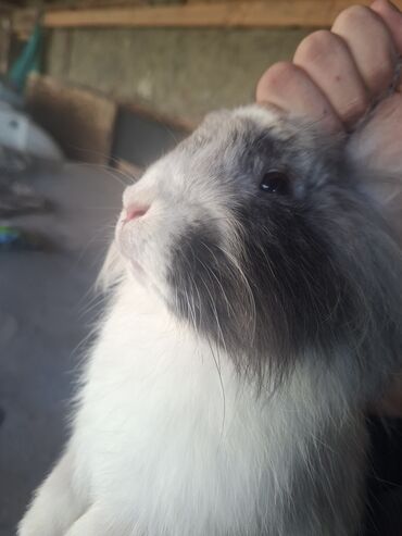 Dovşanlar: Uzun tüklü dekorativ dovşan - Növ: dekorativ, uzun tüklü (aslanbaş — 1