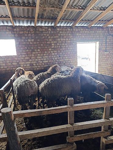 Баран, овца: Продаю | Баран (самец) | Арашан | Для разведения | Племенные — 13