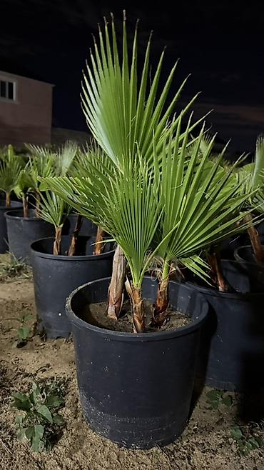 xurma palması: Traxikarpus (Trachycarpus fortunei) xurma palmaları – qara plastik — 2