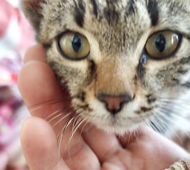 хочу котёнка: Кошка даром: Беспородная, 2 месяца, Девочка — 7