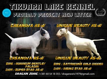 Psi: Odgajivačnica TIKVARA LAKE KENNEL FCI 7519 predstavlja vrhunske štence na lalafo.rs — 13 Psi: Odgajivačnica TIKVARA LAKE KENNEL FCI 7519 predstavlja vrhunske štence — 13