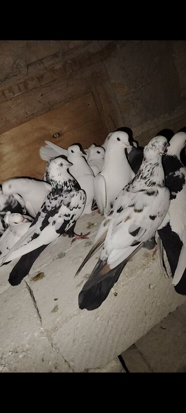 Göyərçinlər: Quşlar satılır kom 3 m üsd üsdə çoxsu çütdü tam sağlam heyvanlardı 30 — 2