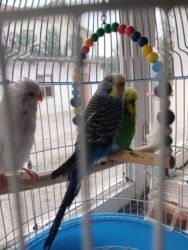 Oyuncaqlar: Quşlar satılır.Hazır cütlüklər,3 dəfə bala veriblər,indidə yumurtaya -da lalafo.az — 13 Oyuncaqlar: Quşlar satılır.Hazır cütlüklər,3 dəfə bala veriblər,indidə yumurtaya — 13