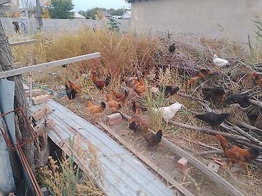 Продам с/х животных: Продаю | Куры | Домашняя | На забой — 3
