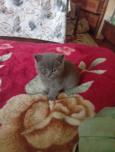 британская длинношерстная кошка: Продается шатландский мальчик г ош