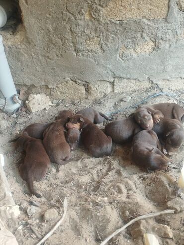 доберман цена в баку: Doberman balaları satılır 077-220-02-23 Yeni doğulub – 10 günlük Həm