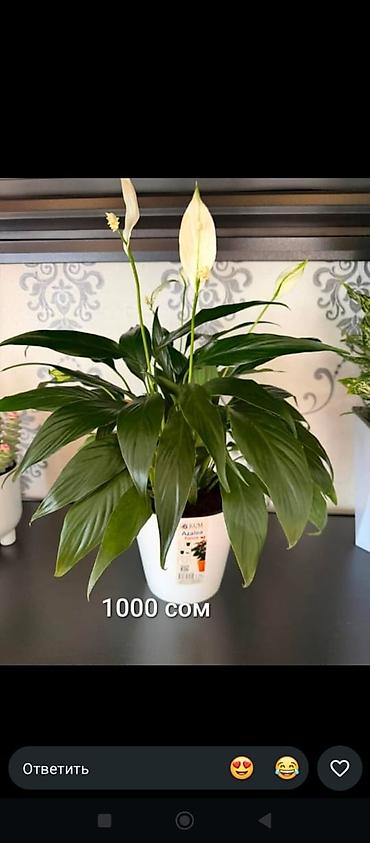 комнатный цветы: Комнатные растения в горшках: 1) Суккулент Crassula perforata — 2