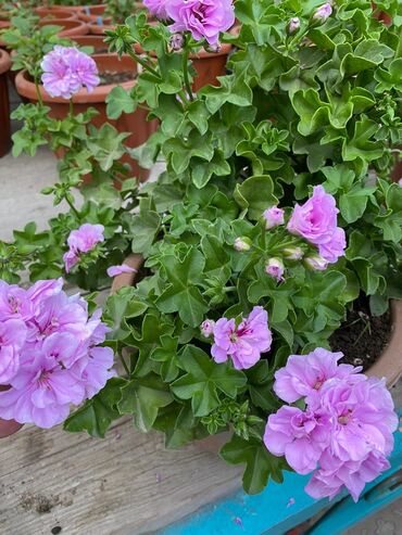 Другие комнатные растения: Пеларгония (плющелистная) — 5