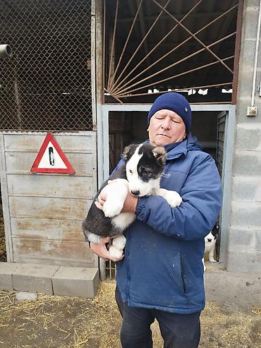 Продажа собак: Шикарные Щенки САО . Среднеазиатской Овчарки ХОРОШИХ БОЙЦОВСКИХ — 6