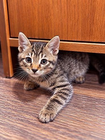 кошку ош: Котята от породистых родителей: мама — бенгальская кошка с ярким — 2