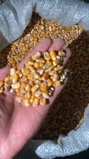 Зерновые культуры: Семена и саженцы Кукурузы, Бесплатная доставка