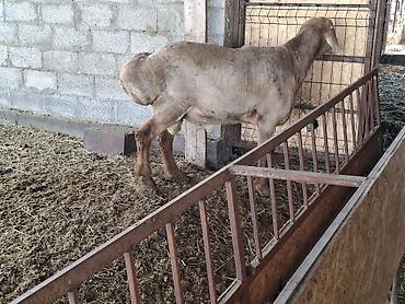 Баран, овца: Продаю | Баран (самец) | Арашан | Для разведения — 12